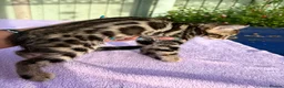 Keetso cats for sale: Superb polydactyl curled eared Keetso kittens.  - Advert 38