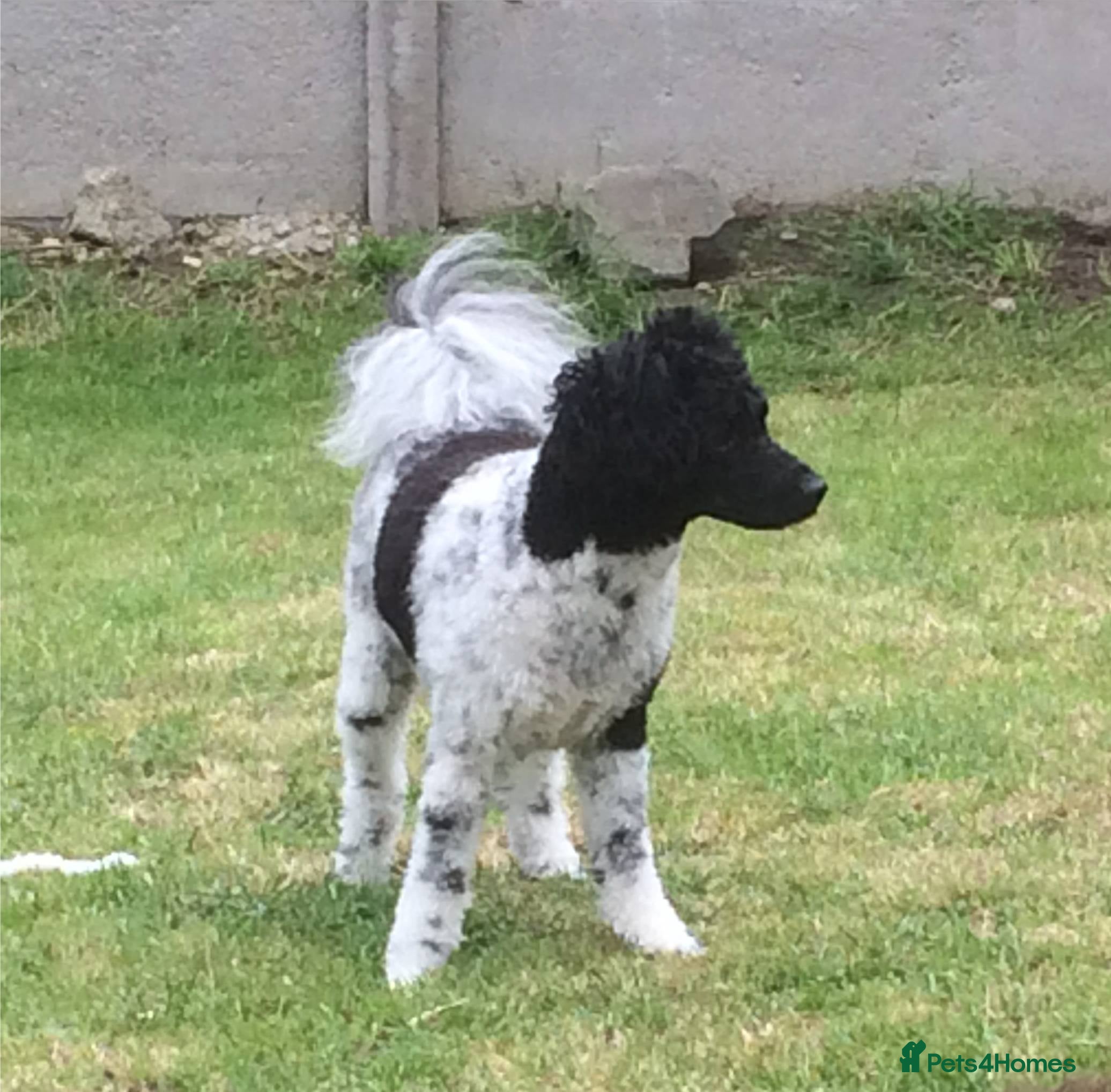 Toy Poodle dogs Toy Poodle for stud - Advert 1