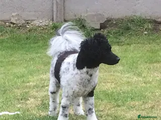 Toy Poodle dogs Toy Poodle for stud - Advert 1