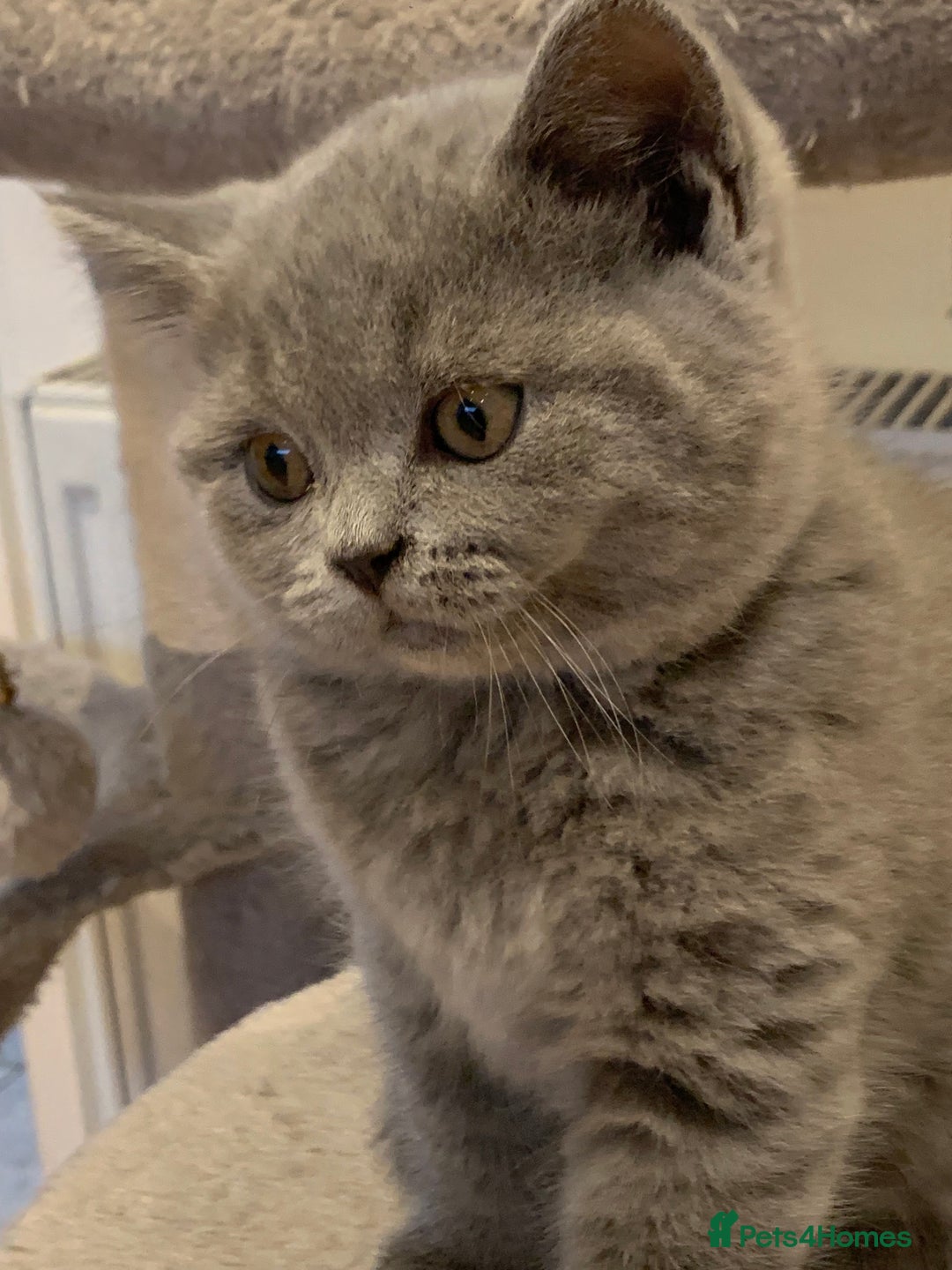 British Shorthair cats for sale: GCCF Pedigree Pure Blue British Shorthair - Advert 23