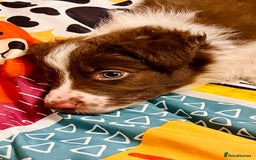 Border Collie dogs for sale: 🐾Ready to leave in 3 days🐾Border Collie🐾 - Image 6