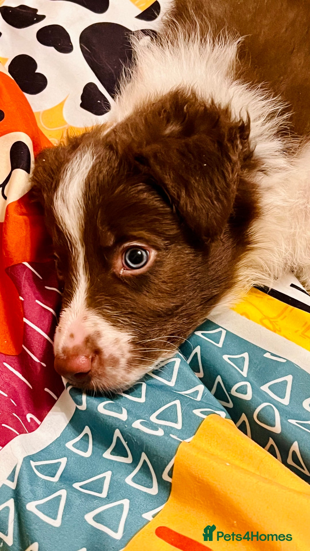 Border Collie dogs for sale: 🐾Ready to leave in 3 days🐾Border Collie🐾 - Image 6