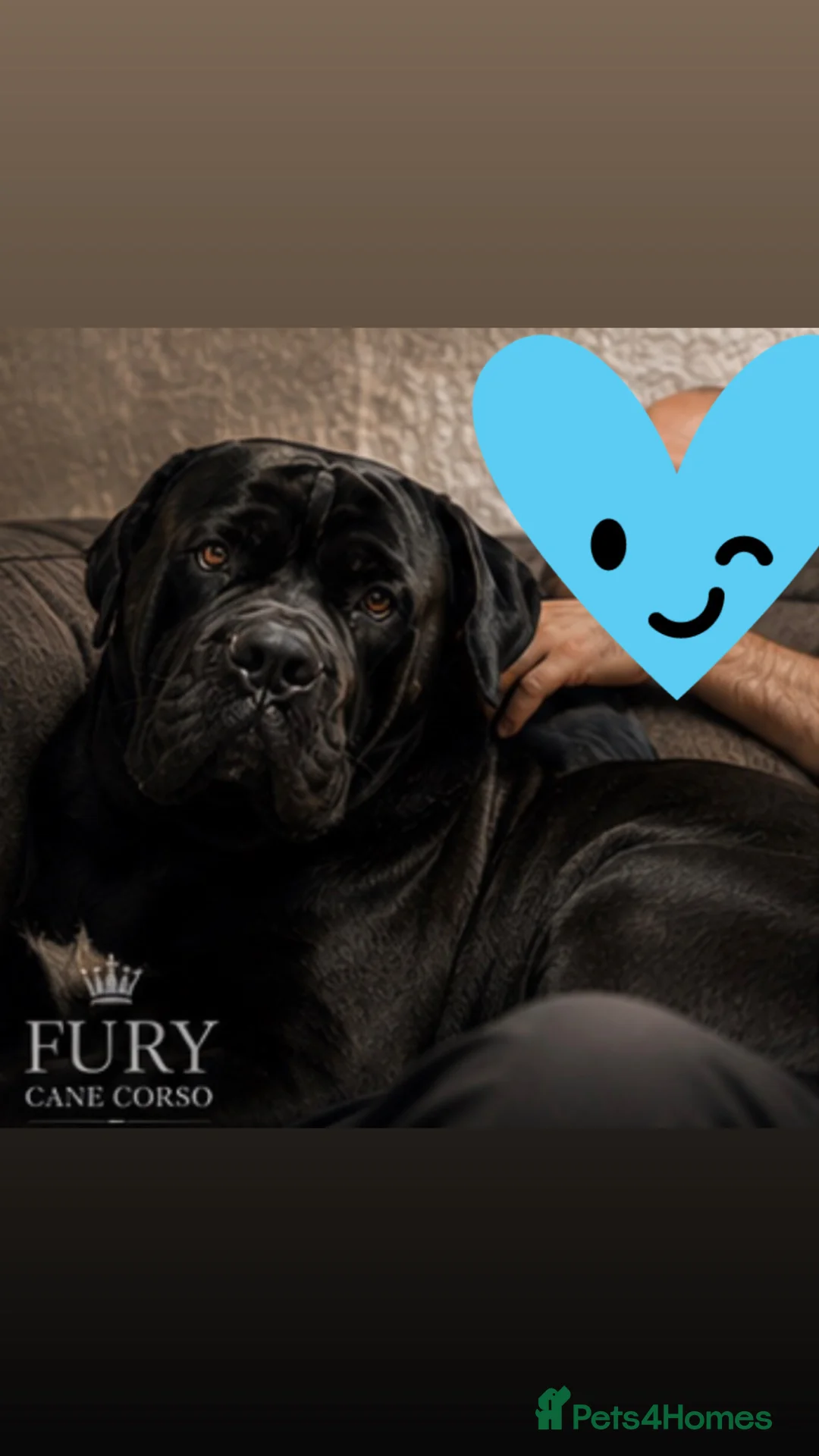 Cane Corso dogs for stud: FURY-JET BLACK CANE CORSO STUD   - Advert 2
