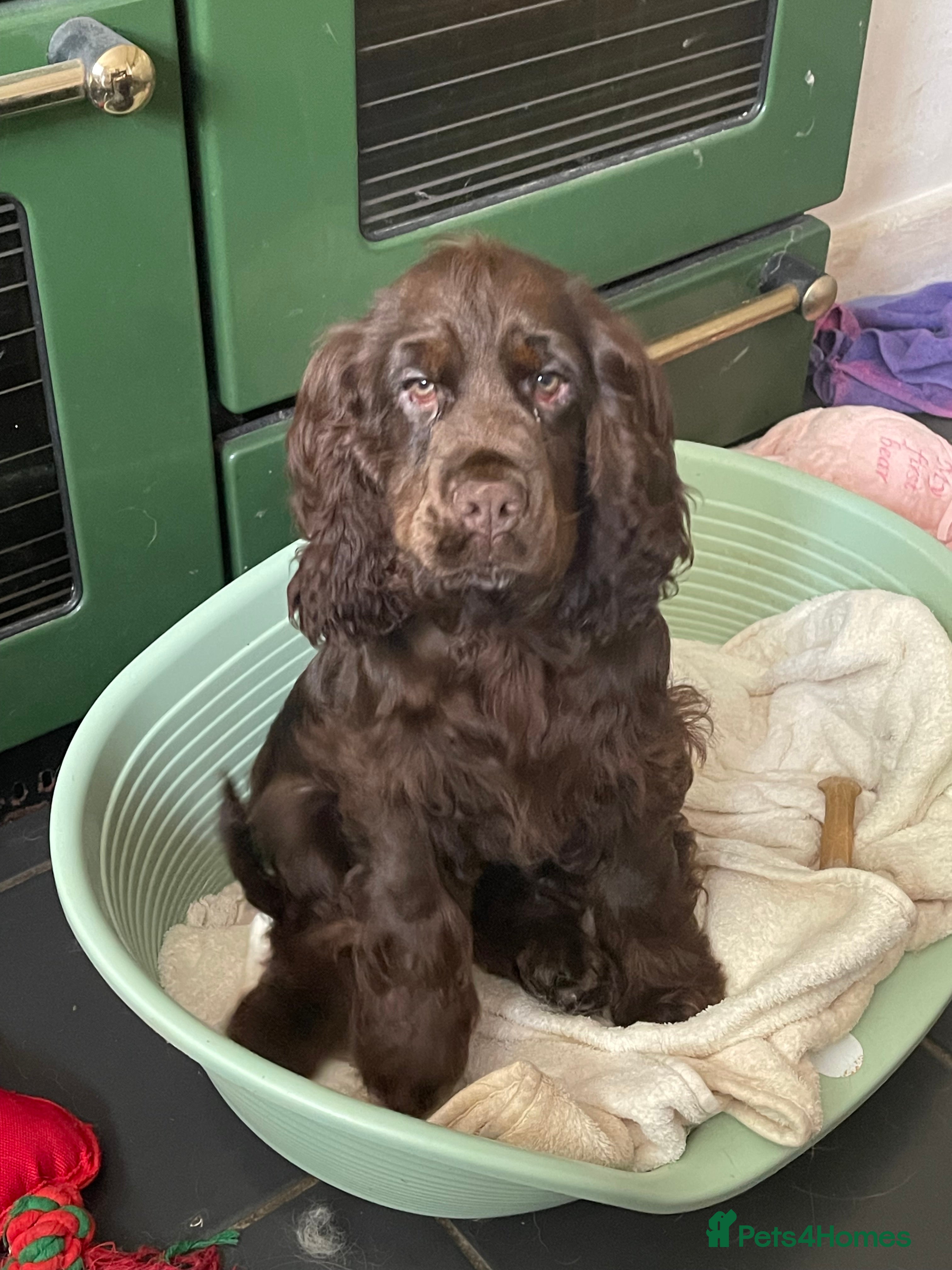 Cocker Spaniel dogs  Beautiful Show type Cocker  - Advert 8