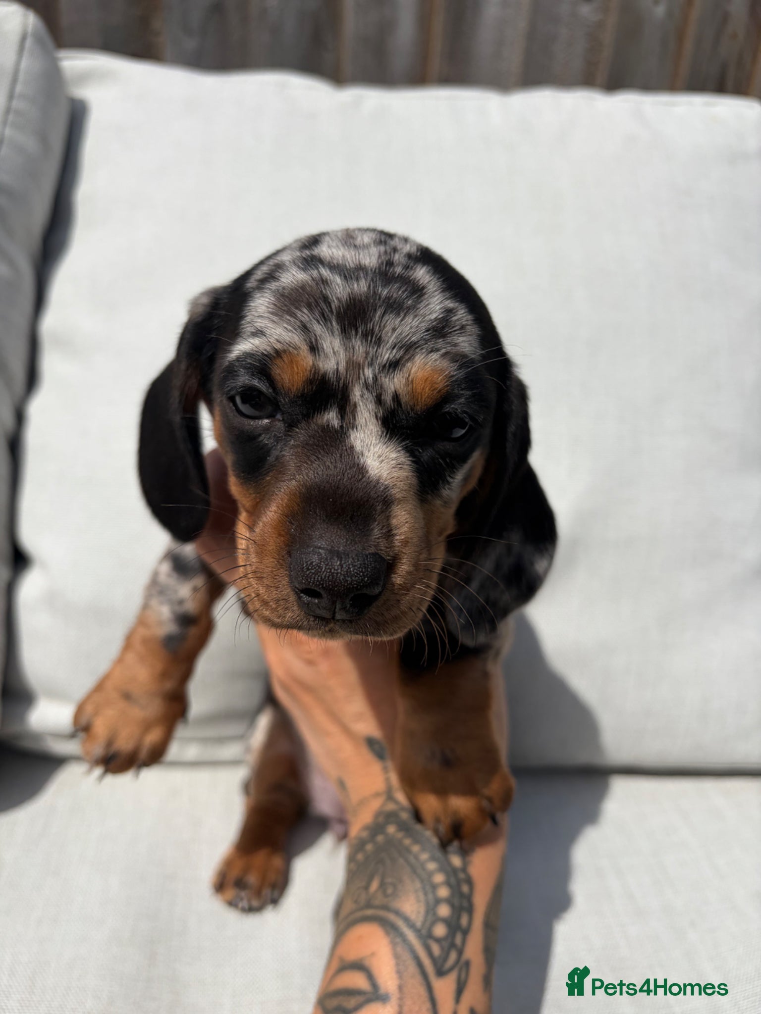 Miniature Dachshund dogs Beautiful KC registered Miniature Dachshunds  - Advert 10