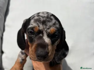 Miniature Dachshund dogs READY TO GO TODAY! KC registered Miniature - Advert 1