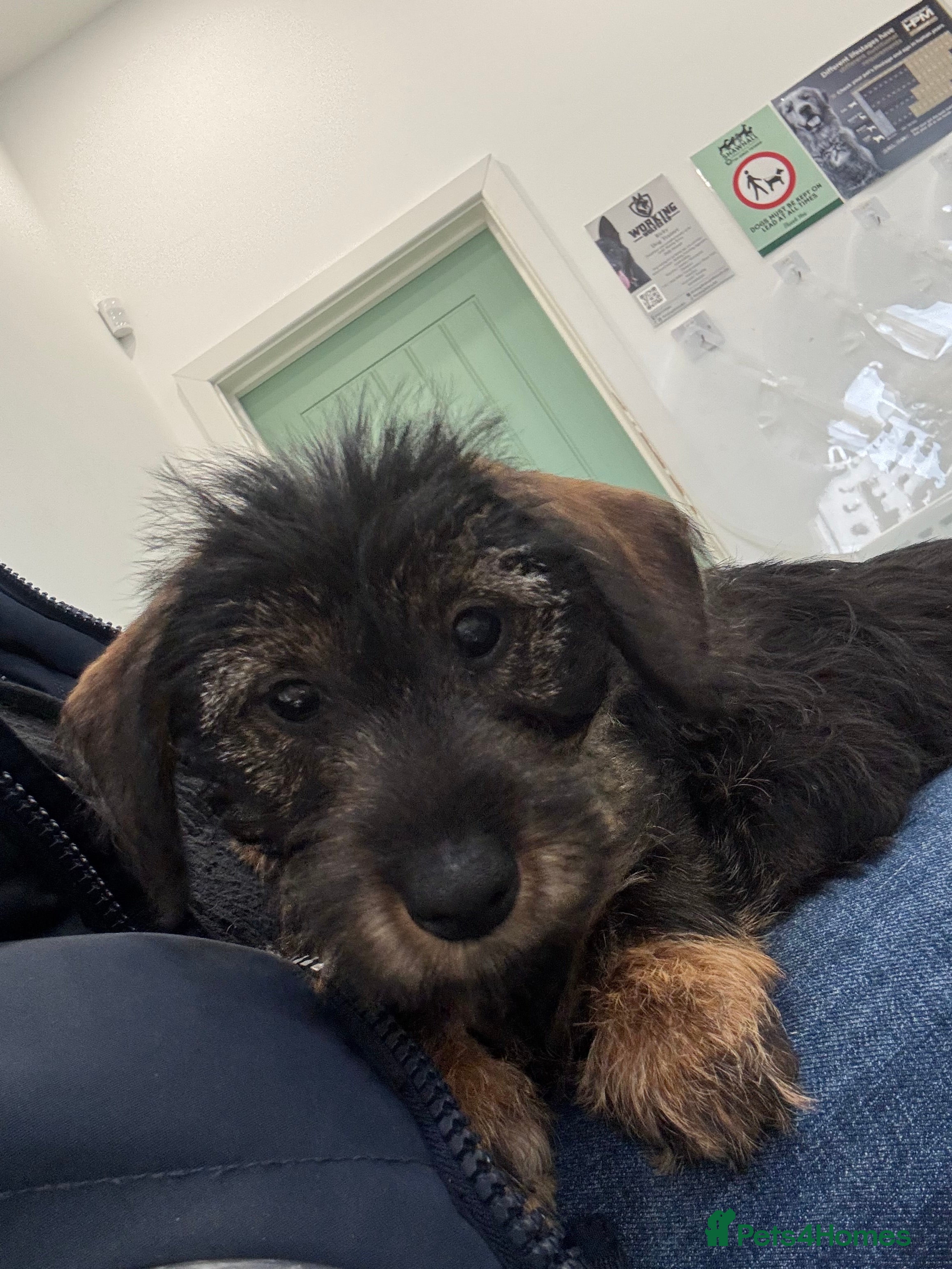 Miniature Dachshund dogs Wire Haired KC Miniature Dachshund  - Advert 3