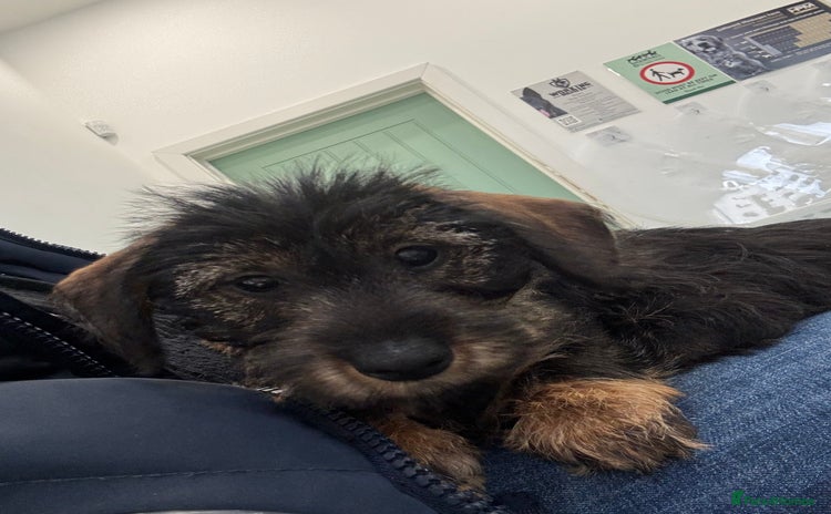 Miniature Dachshund dogs Wire Haired KC Miniature Dachshund  - Advert 9