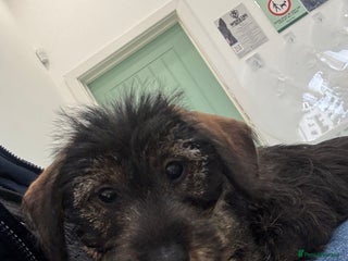 Miniature Dachshund dogs Wire Haired KC Miniature Dachshund - Advert 13