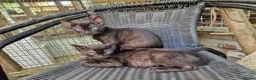 Mixed Breed cats for sale: Beautiful 3/4 Bengal, 1/4 Siamese kittens  - Advert 12