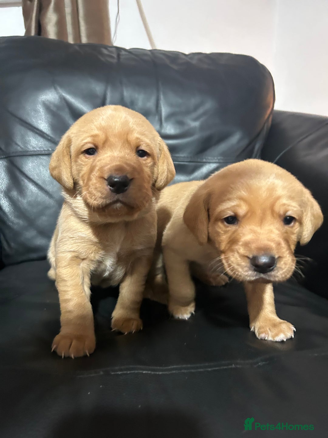 Labrador Retriever dogs for sale: 5 Pedigree KC Reg Fox Red Labs ready NYE  - Advert 1