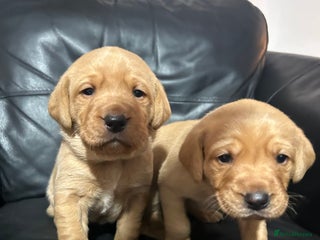 Labrador Retriever dogs 5 Pedigree KC Reg Fox Red Labs ready NYE - Advert 1