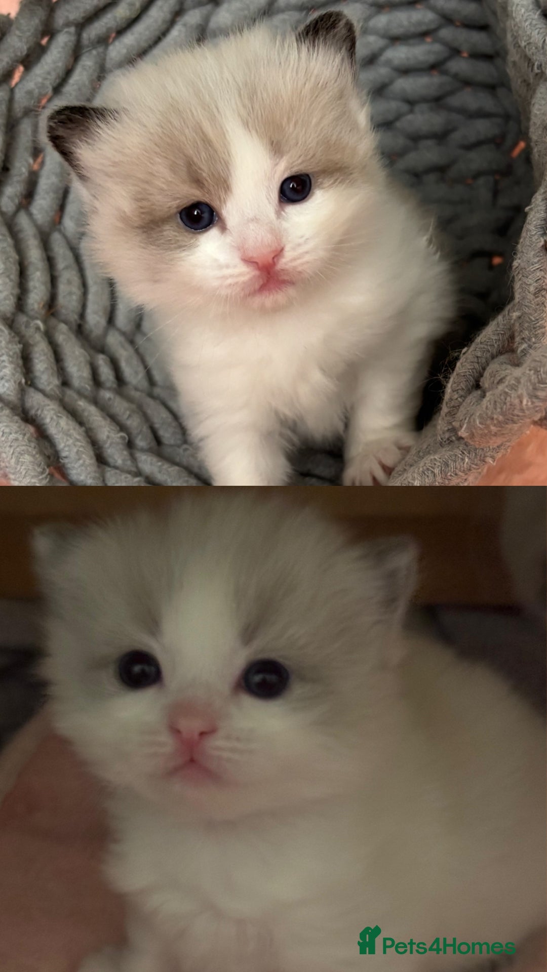 Ragdoll cats for sale: Beautiful two GCCF kittens. Blue Bicolour Ragdolls - Advert 30