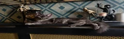 Maine Coon cats for sale: TICA registered European Maine coons  - Advert 4