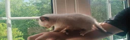Siamese cats for sale: READY NOW TWO GORGEOUS SIAMESE GIRLS  - Advert 20