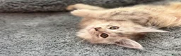 Maine Coon cats for sale: Maine coon kittens silver tabby ready now - Advert 7