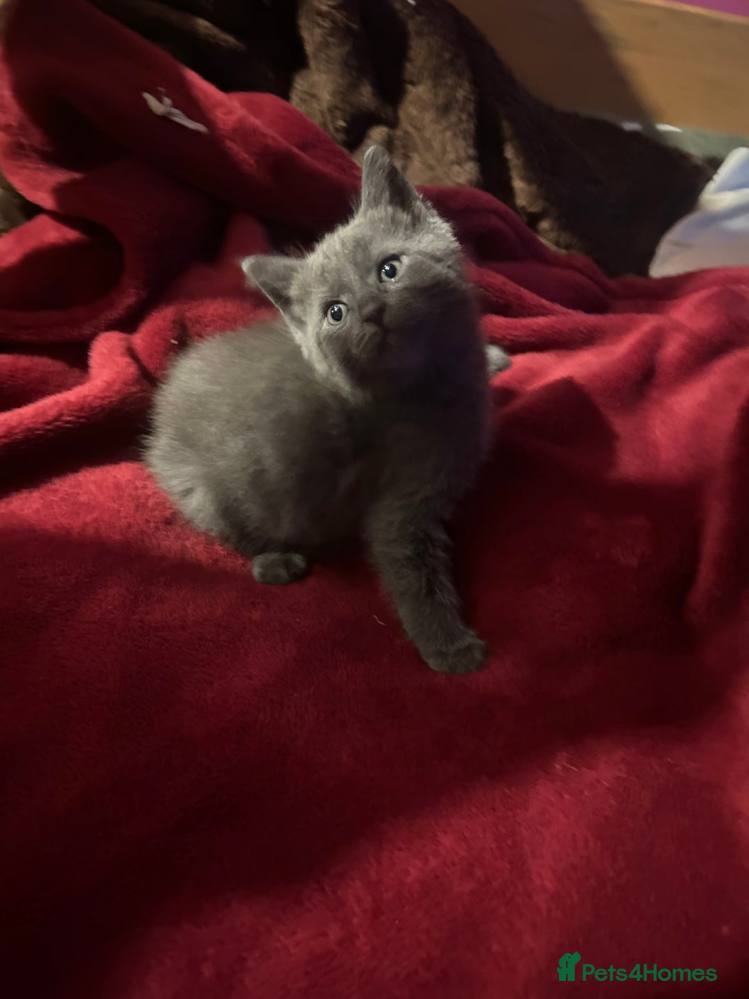 Ragdoll cats for sale: 2 adorable 1/4 ragdoll kittens available  - Image 14