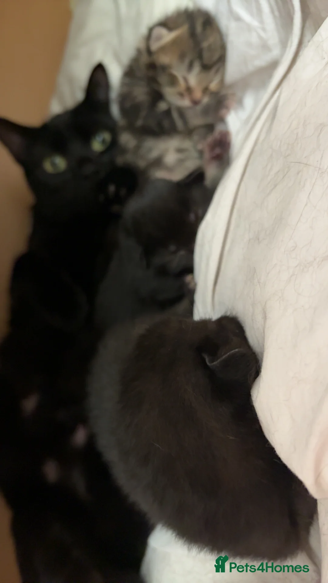 Mixed Breed cats for sale: Maine Coon mix kittens for sale - Advert 2