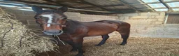 English Thoroughbred horses for sale: Thoroughbred mare for sale  in Stoke-on-Trent - Advert 2