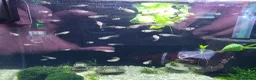 Live Bearers fish for sale: Guppys in Folkestone - Advert 4