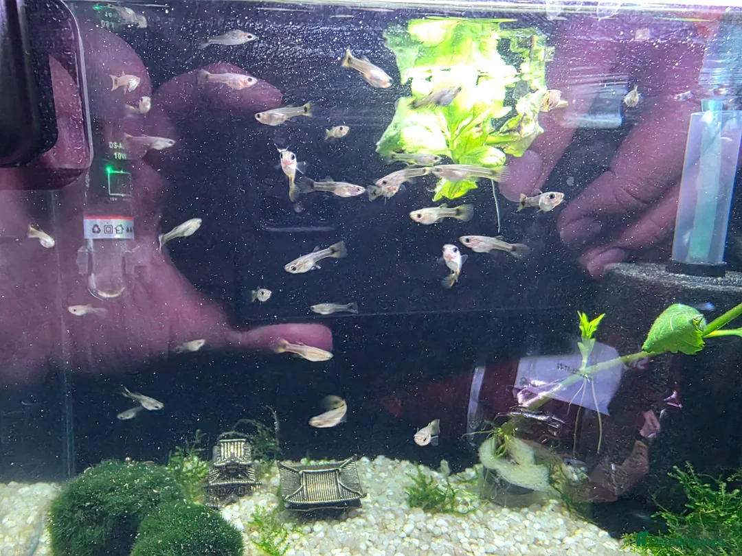 Live Bearers fish for sale: Guppys in Folkestone - Advert 4