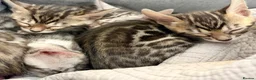 Bengal cats for sale: 4 gorgeous female Bengal kittens ready to reserve - Advert 12