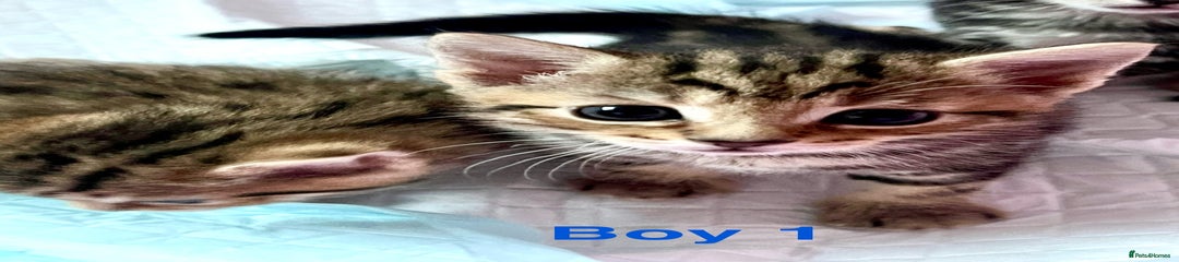 Bengal boy 1