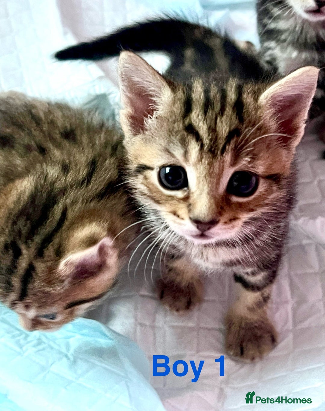 Bengal cats for sale: Gorgeous Bengal kittens ready on go 26th September - Image 11