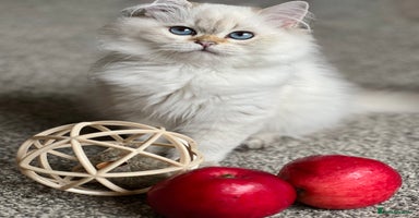British Shorthair cats - Advert 1