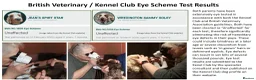 Cocker Spaniel dogs for sale: Stunning Show Cockers - Crufts Champion Pedigree in Stoke-on-Trent - Advert 13