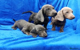 Miniature Dachshund dogs for sale: READY NOW STANDARD KC REG DACHSUNDS PRA CLR  - Image 5