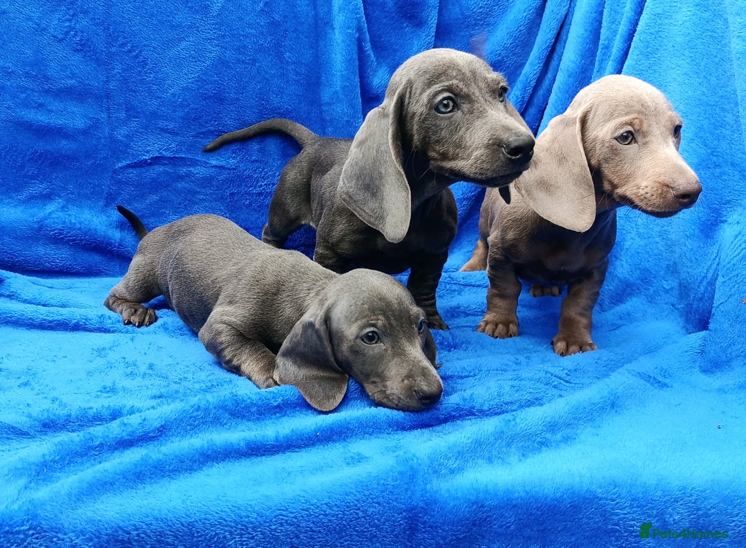 Miniature Dachshund dogs for sale: READY NOW STANDARD KC REG DACHSUNDS PRA CLR  - Image 5