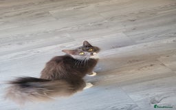 Mixed Breed cats for sale: Mixed British blue kittens  - Image 1