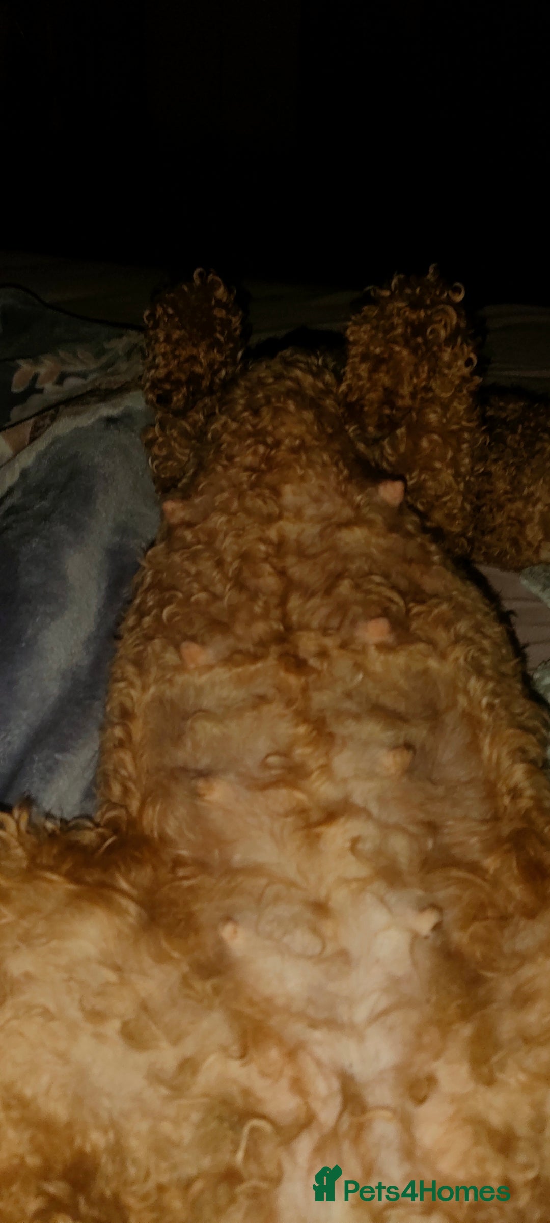 Miniature Poodle dogs for sale: ✨ Miniature Poodle Puppies for Reservation! ✨   - Image 4