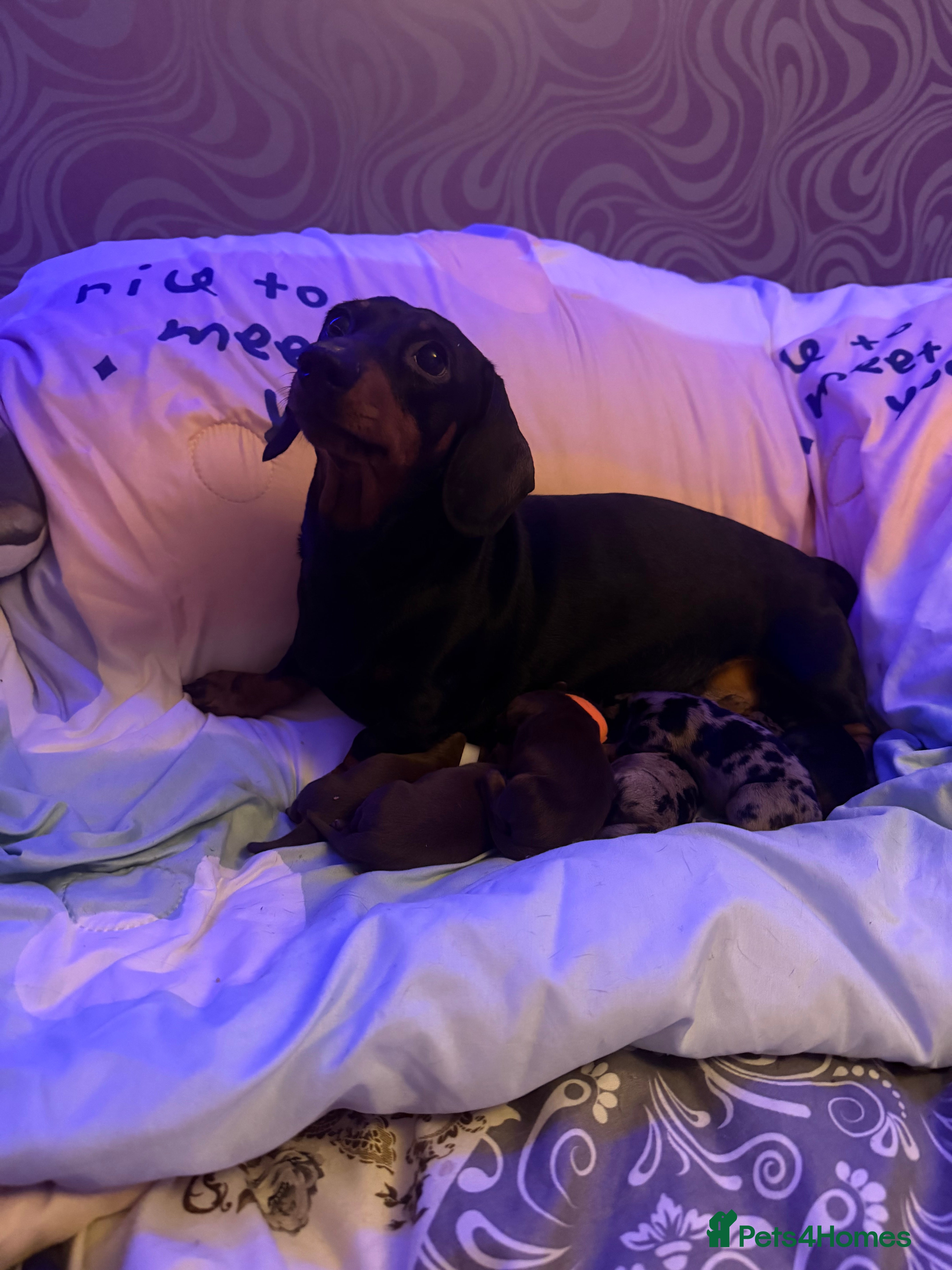 Miniature Dachshund dogs Beautiful mini dachshund puppies  - Advert 17