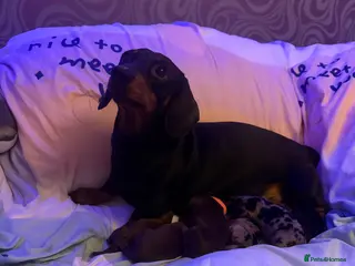 Miniature Dachshund dogs Beautiful mini dachshund puppies - Advert 17