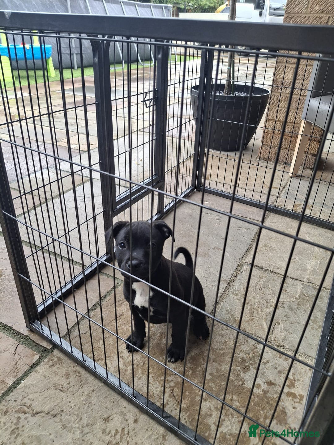 Staffordshire Bull Terrier dogs for sale: LAST PUPPY LEFT MALE KC CHAMPION BLOODLINE  in Stanford-le-Hope - Image 28