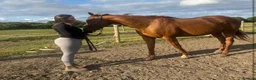 English Thoroughbred horses for sale: 15.2 Chestnut Mare - Advert 3