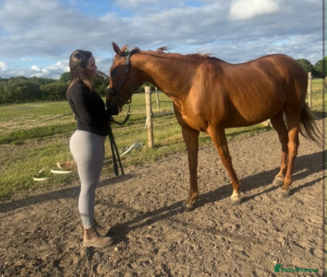 English Thoroughbred horses for sale: 15.2 Chestnut Mare - Advert 3