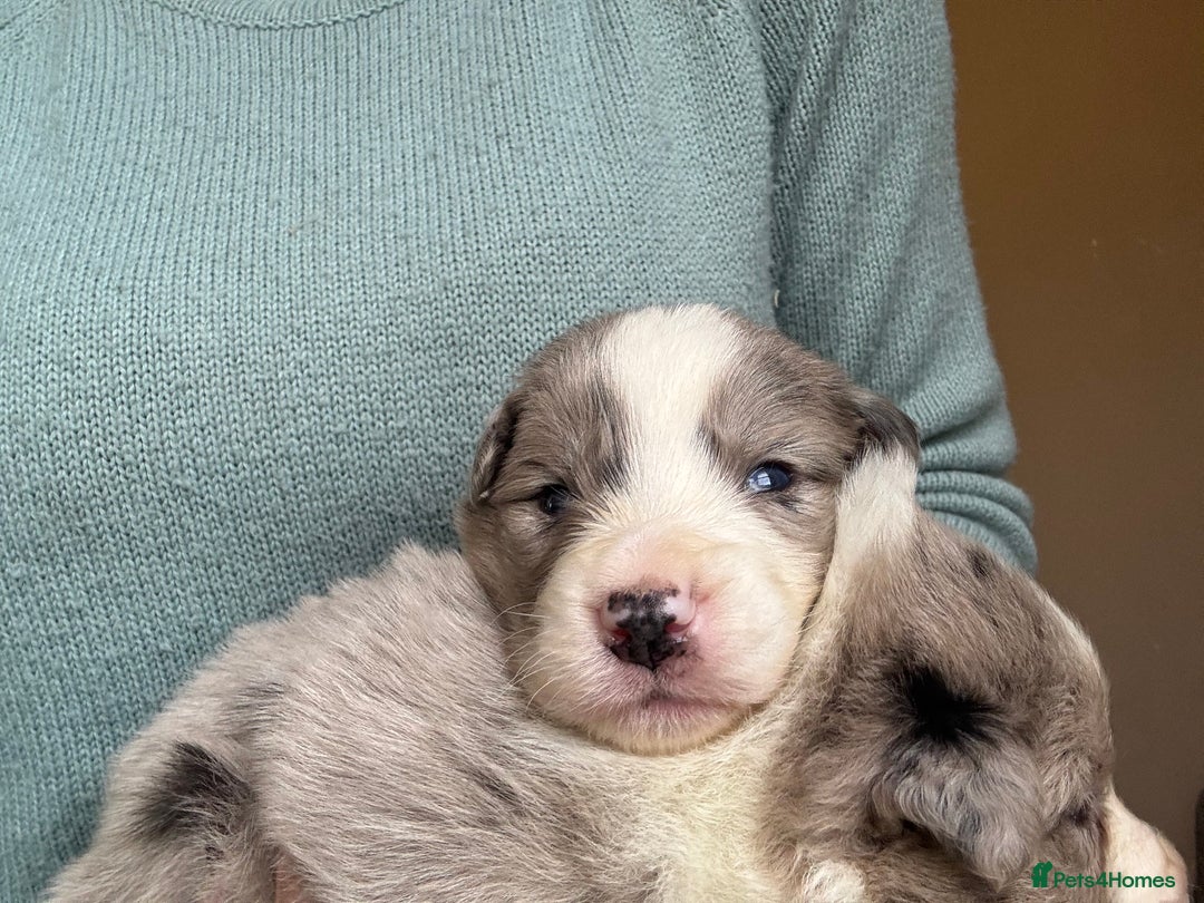 Border Collie dogs for sale: Border Collie (KC reg Pending) Puppies For Sale - Advert 6