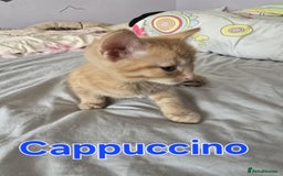 Domestic Shorthair cats for sale: Cute kittens for new home - Image 13