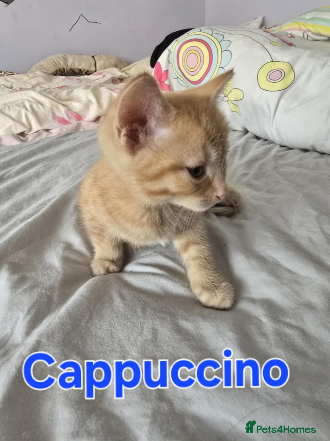Domestic Shorthair cats for sale: Cute kittens for new home - Image 13
