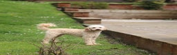 Toy Poodle dogs for stud: FullPanel DNA Tested Clear, KC reg+ Apricot in Heathfield - Advert 2