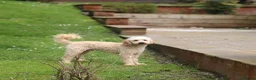 Toy Poodle dogs for stud: FullPanel DNA Tested Clear, KC reg+ Apricot in Heathfield - Advert 2