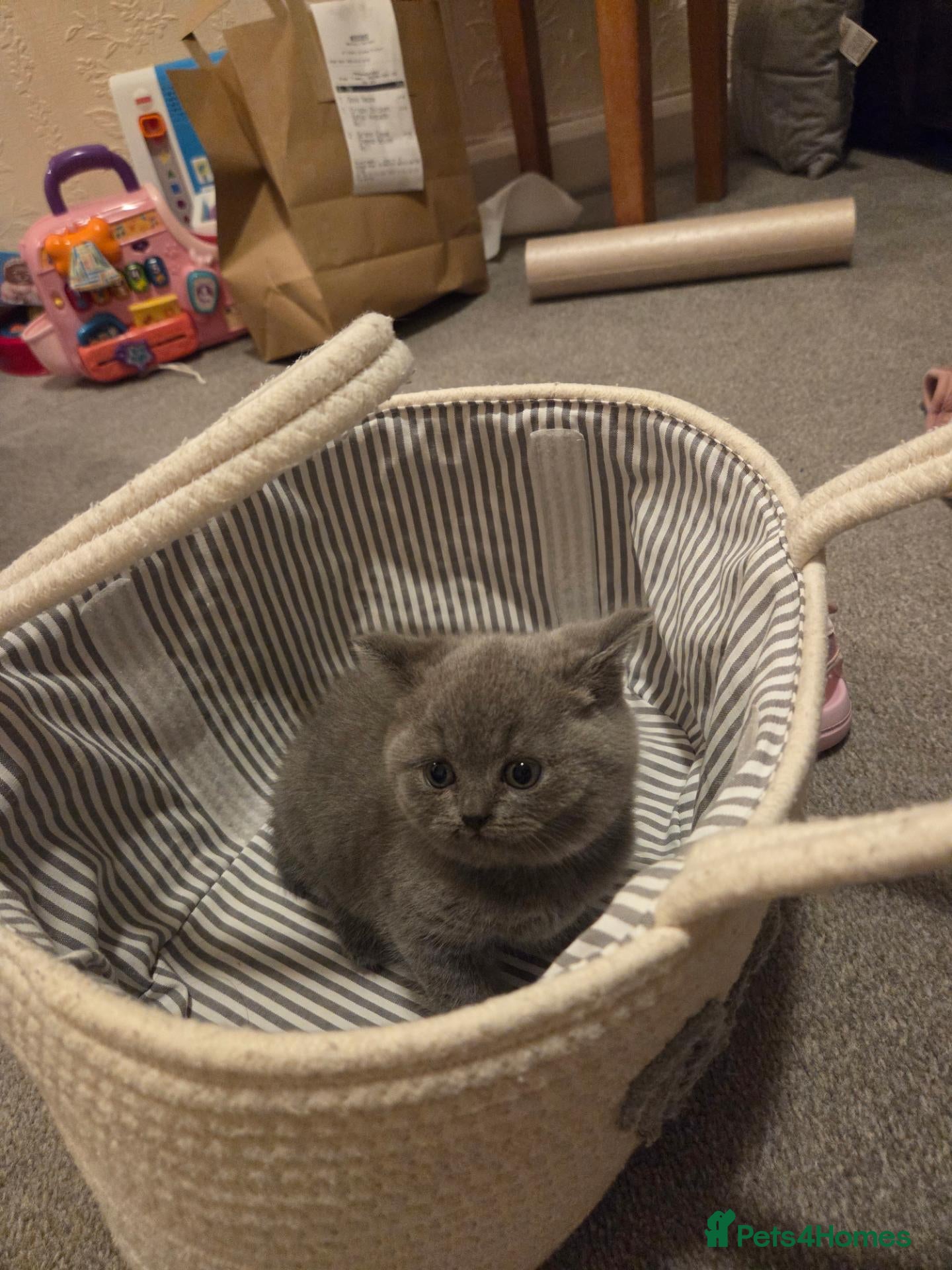 British Shorthair cats British short hair - Advert 1