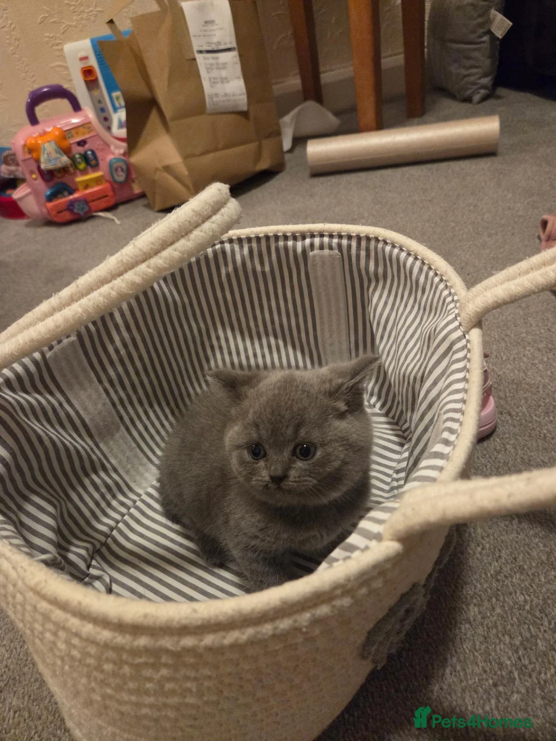 British Shorthair cats for sale: British short hair in Woking - Advert 1