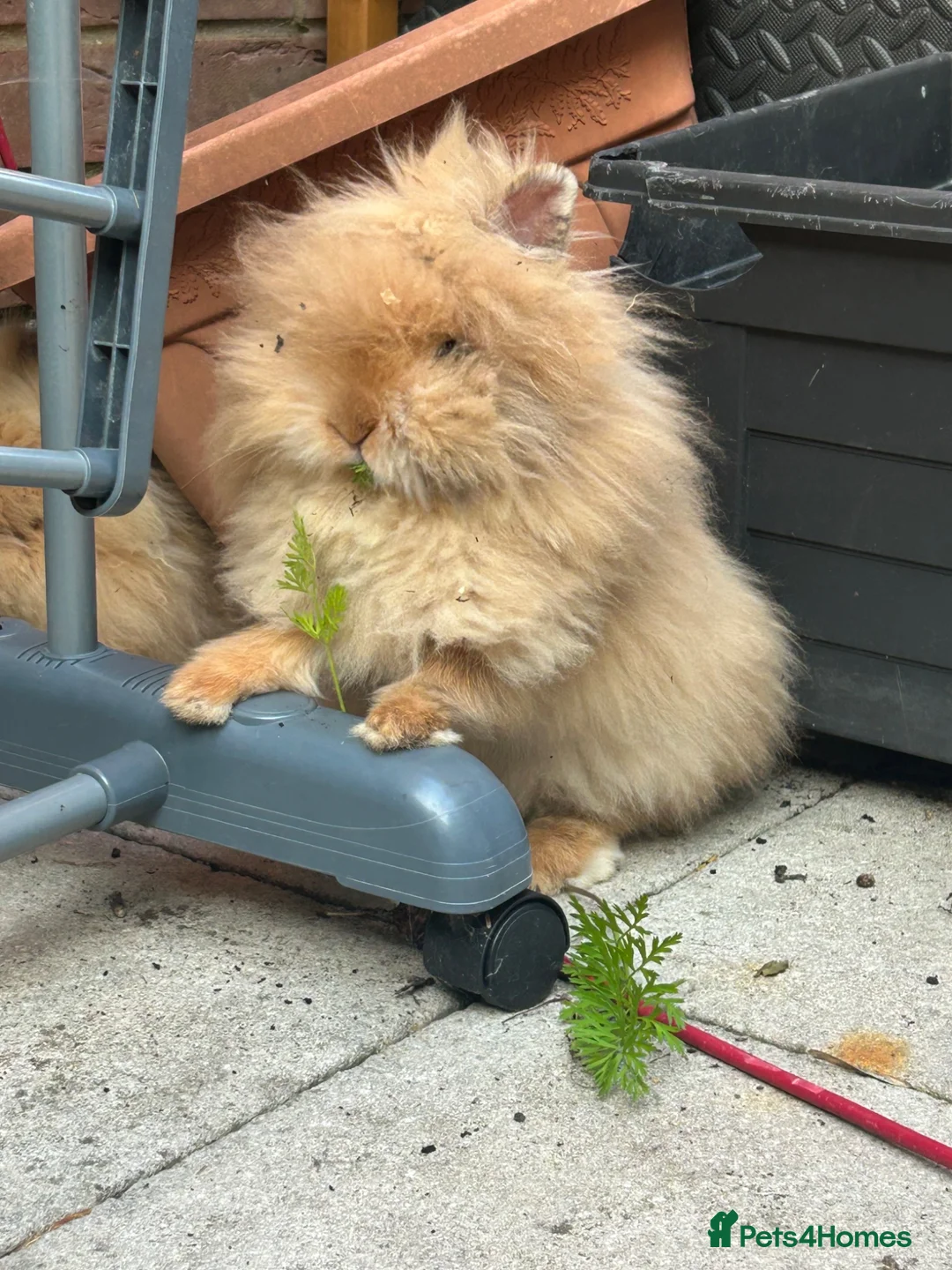 Lionhead rabbits for sale: Two lion head rabbits for sale - Advert 7