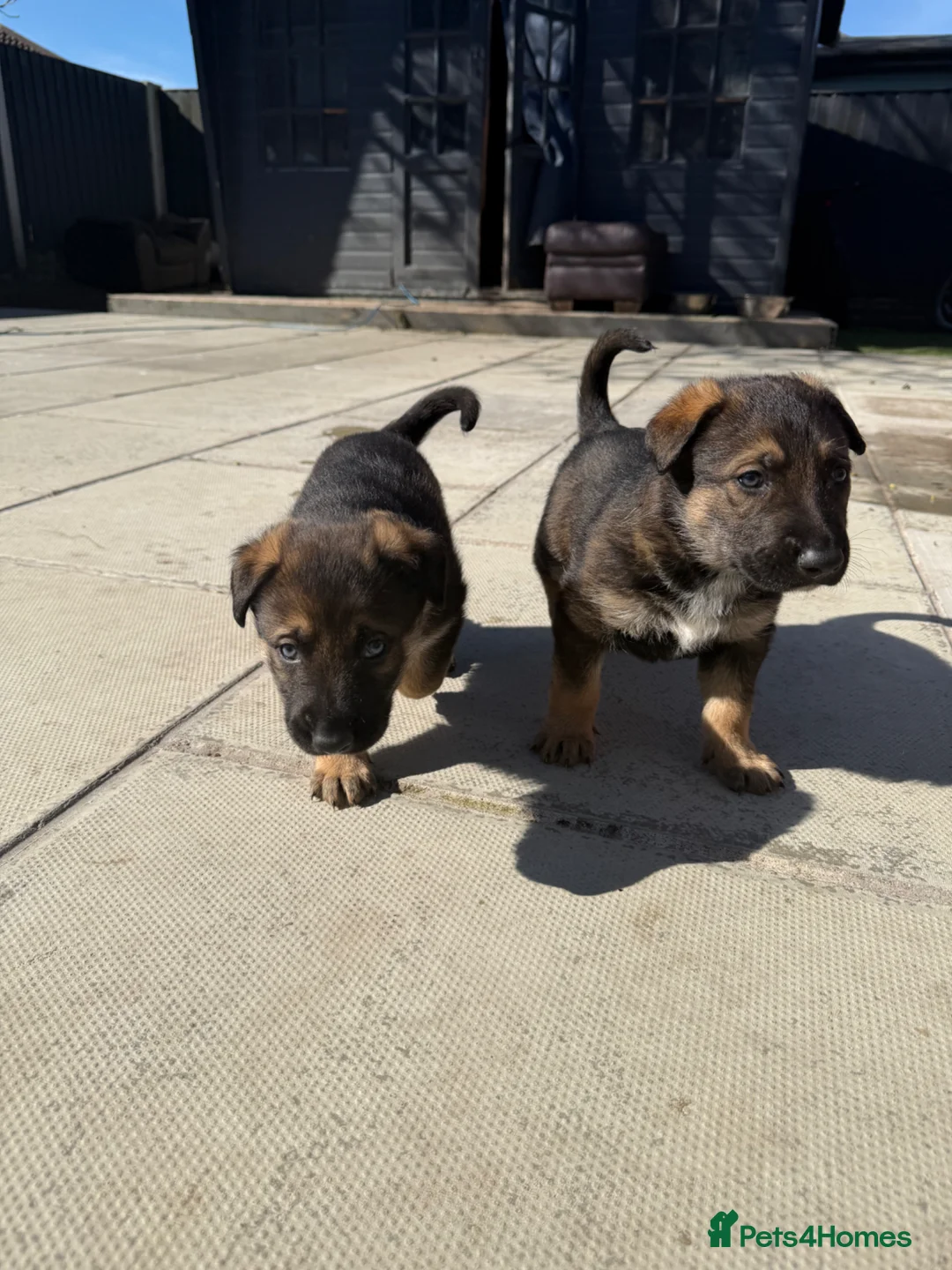Mixed Breed dogs for sale: German shepherd x black Belgian Malinois in Southport - Advert 6