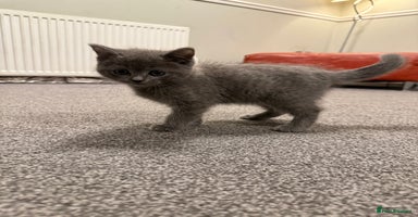 British Shorthair cats Beautiful British Shorthair Kitten - Advert 1