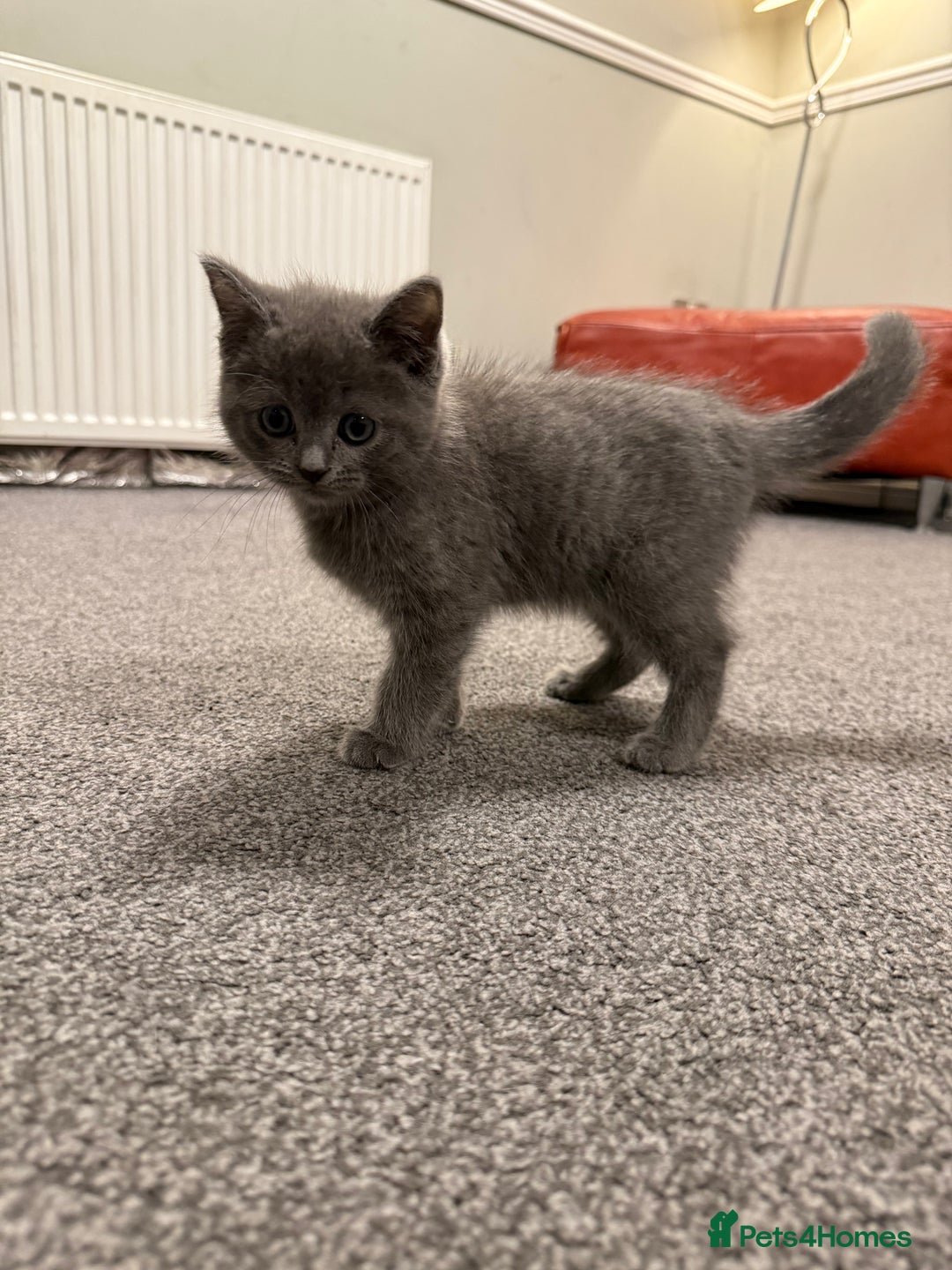 British Shorthair cats for sale: Beautiful British Shorthair Kitten - Advert 2